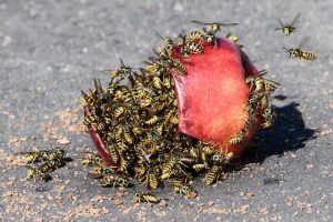 Campobello di Mazara, uomo muore assalito da uno sciame di vespe