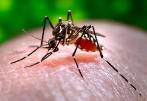 Zanzare, zecche e malattie in aumento: allarme degli infettivologi