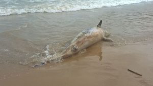 Delfini e foche morte: ecatombe sulle spiagge degli Usa - VIDEO