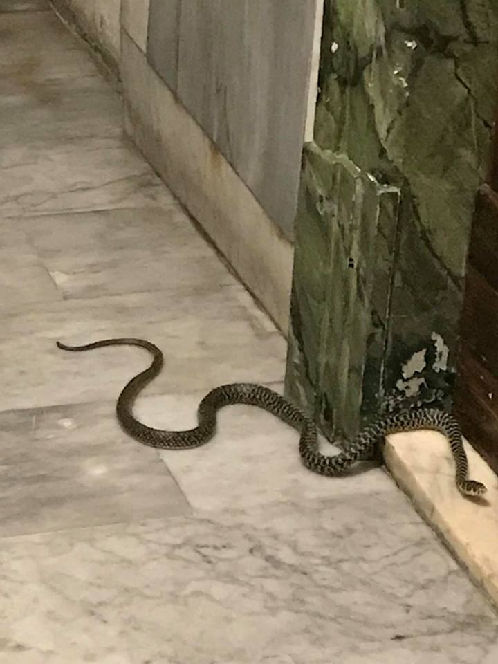 Serpente di fronte porta casa 