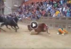 Palio di Siena, cavallo Raol cade e muore VIDEO