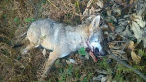 Foto lupi uccisi, consigliere veneto Stefano Valdegamberi: "Il prossimo sarà uno della Lav"