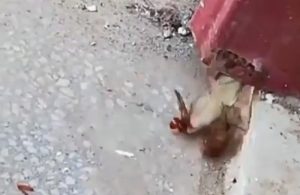 Calabrone scarafaggio geco 
