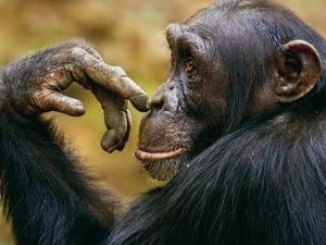 scimpanzé David