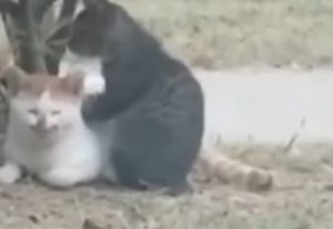 Gatto massaggia schiena gatto 