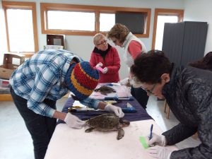 Tartarughe, decine morte per la corrente fredda a Cape Cod