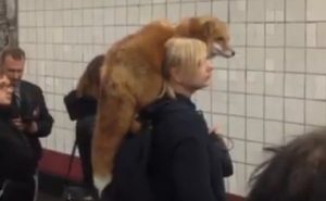 Mosca volpe sulla spalla in metro