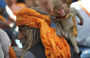 India: migliaia di scimmie fuori controllo. Attaccano pure i palazzi del Governo