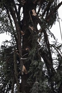 Roma, arriva il nuovo "Spelacchio": l'albero ha qualche ramo spezzato 5