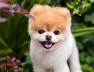 Boo, è morto il cane più famoso al mondo. Aveva 16 milioni di fan sui social