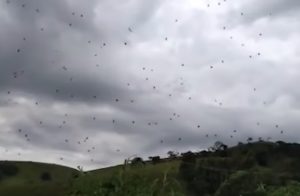 Brasile, pioggia di ragni. Ma è illusione ottica: camminano su una ragnatela gigante VIDEO 