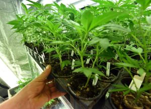 Cannabis libera, la proposta del senatore M5s: "Ok coltivarla in casa"