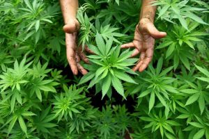 Cannabis libera? M5S "provoca" la Lega con due proposte di legge. Il ministro della Giustizia grillino chiude il discorso 