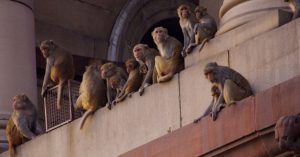 India, in fuga da gruppo scimmie e precipitano dalla terrazza: una morta, l'altra ferita 