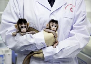 Scimmie clonate e malate di insonnia: studiare malattie in Cina