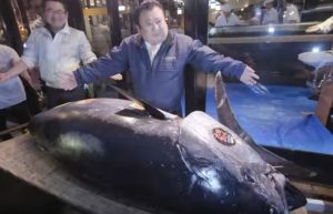 Giappone, tonno da record all'asta: venduto per 3.1 milioni di dollari