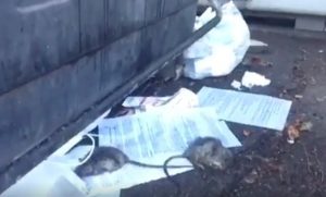 Roma, topi morti accanto ai cassonetti dei rifiuti vicino a scuola VIDEO