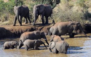 botswana elefanti