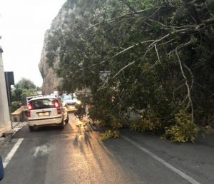 Fabrizia, albero cade causa maltempo: autista illeso