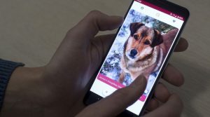 'Tinder' per cani: una app trova il padrone giusto. "Presto anche per i gatti"