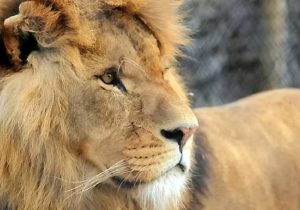 Mojo, leone di 7 anni muore allo zoo dopo essere stato aggredito da un branco di leonesse
