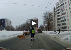 Russia, poliziotto ferma il traffico per far attraversare un cane zoppo VIDEO