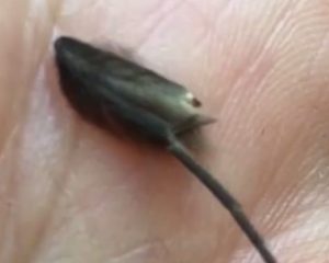 Nuova Zelanda, misteriose creature riprese in un VIDEO: sembrano dei topi in miniatura