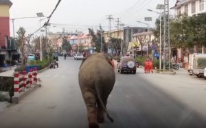 cina elefante cammina 
