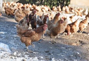 Galline fanno branco e uccidono volpe nel pollaio in Francia