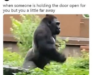 gorilla corre zoo 