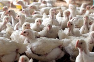 Ucraina, i petti di polli con l'ala in più: il trucco per evitare i dazi europei