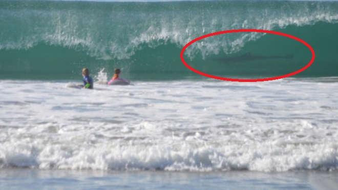 squalo foto surf