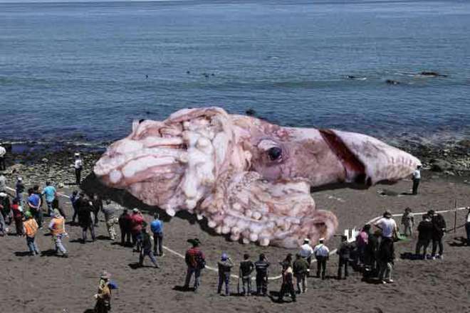 calamaro gigante california