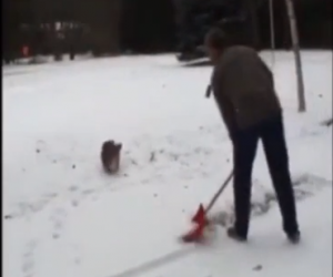 Usa, cane rotola nella neve lanciata in alto dal suo padrone