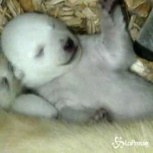 Cuccioli di orso polare aprono gli occhi per la prima volta