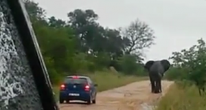 Elefante attacca auto durante il safari e la ribalta