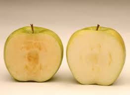 La mela ogm che non diventa nera: il frutto hi-tech della discordia