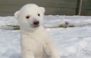 L'orsetto polare cammina per la prima volta sulla neve