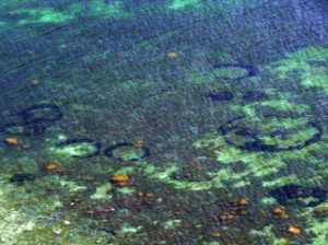 Anelli nel Mar Baltico, mistero svelato: alga marina uccisa da veleni