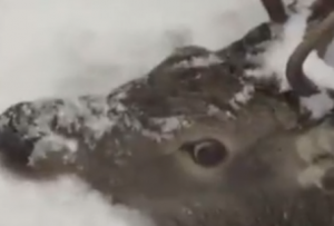 Cervo affonda nella neve: sciatori lo salvano con le corde