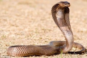 Un cobra