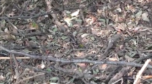 L'uccello che si mimetizza tra le foglie del bosco