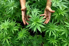 Cannabis terapeutica prodotta in Puglia: proposta di legge in Regione