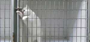 Marshmallow, il gatto che evade da qualunque gabbia