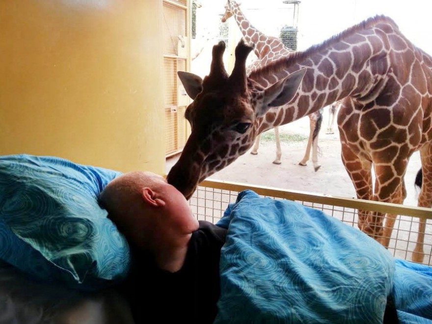 Giraffa bacia custode dello zoo malato di cancro. Già cult sul web (video)