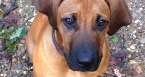 Bassano del Grappa, cane Pucci morde passante: arresti domiciliari