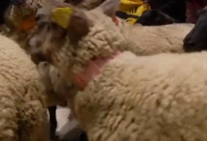 Pecore dentro al Louvre contro politica Ue