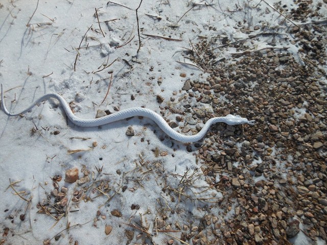 Il serpente della neve congela sangue col veleno, bufala corre sul web