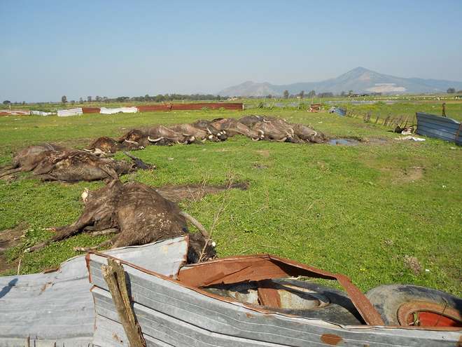 Terra dei Fuochi, ritrovate 24 carcasse di bufale in stato di decomposizione