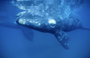 Caccia alle balene, Giappone ci riprova: "In Antartide dal 2015"